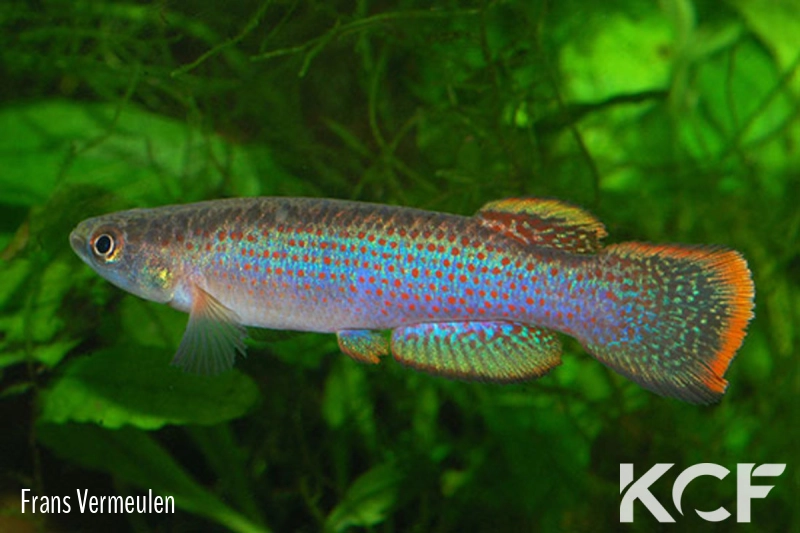 Cynodonichthys azurescens  male adulte 