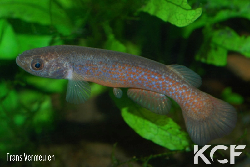 Cynodonichthys hildebrandi AS male adulte 