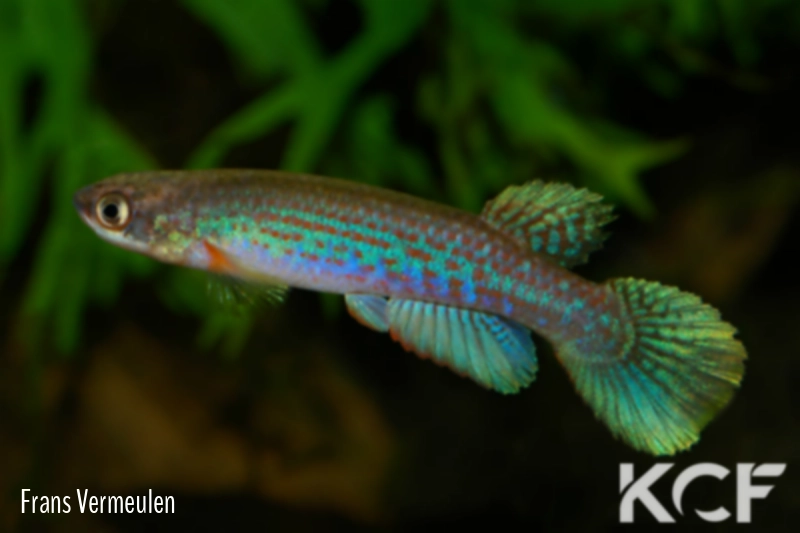 Laimosemion aff. agilae Kwakwani male adulte 