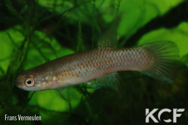 Laimosemion aff. gransabanae Gransabana THV 10-11 male adulte 