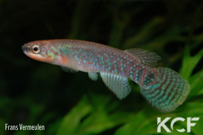 Laimosemion dibaphus Iguarape-El Flechado GP 05 male adulte 