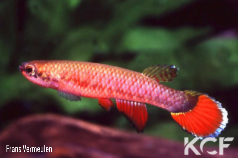 Laimosemion frenatus 40 miles creek SSSV 06-16 male adulte 