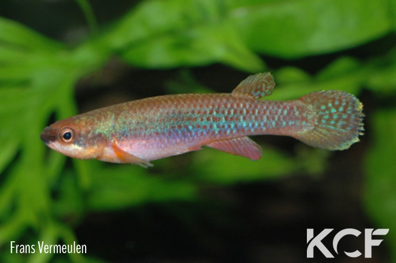 Laimosemion geayi  male adulte 