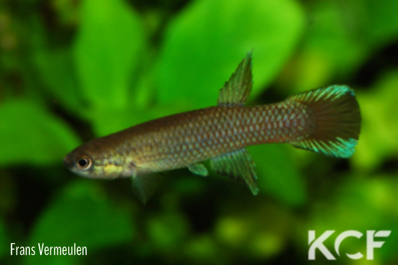 Laimosemion gransabanae THV 10-10 male adulte 