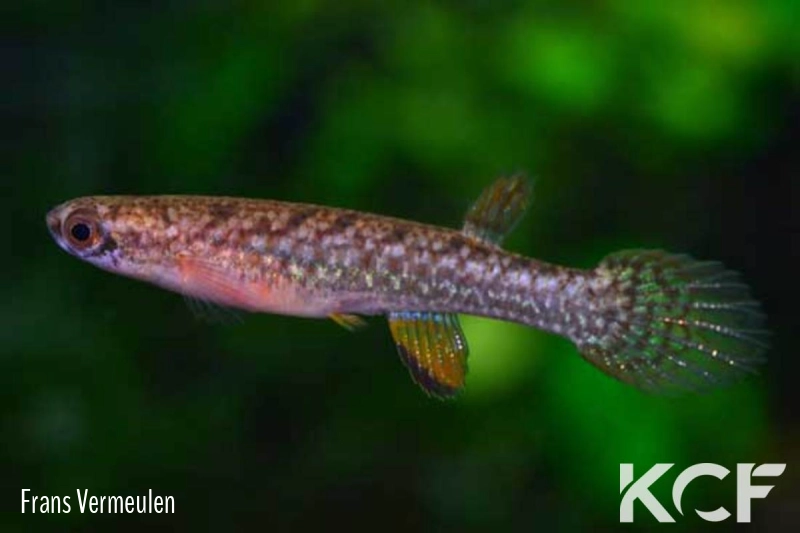 Laimosemion leticia  male adulte 