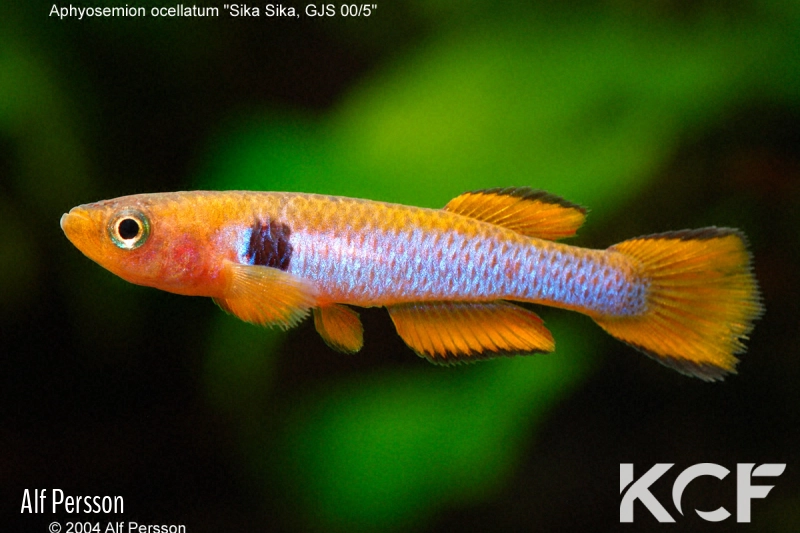 Aphyosemion ocellatum Sika-Sika GJS 00-05 male adulte 