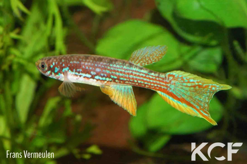 Laimosemion mahdiaensis Black Water Creek GUY 97-05 male adulte 