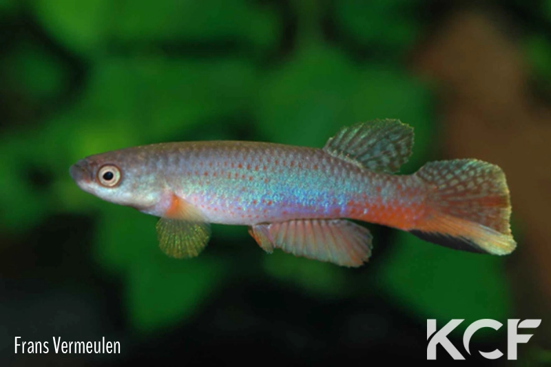 Laimosemion manaensis  male adulte 