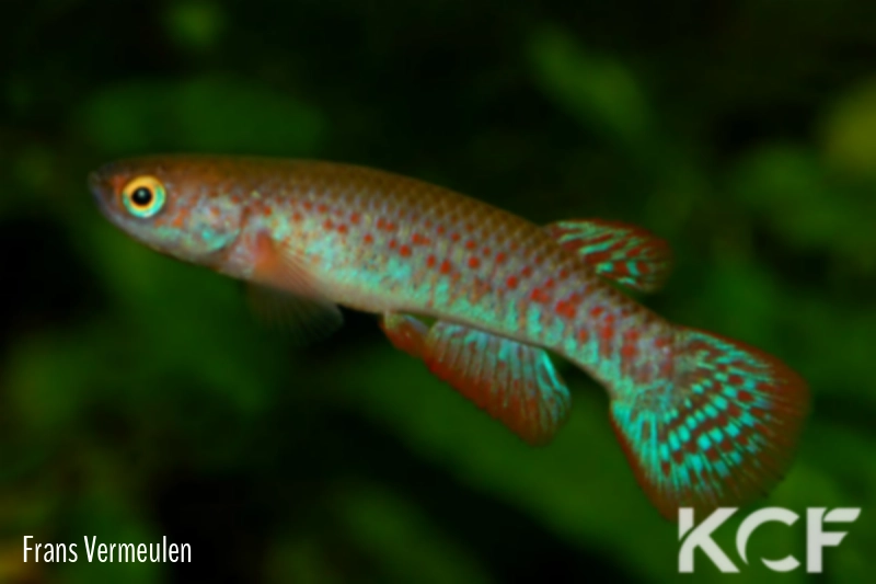 Laimosemion paryagi Upper Mazaruni GUY 95-05 male adulte 