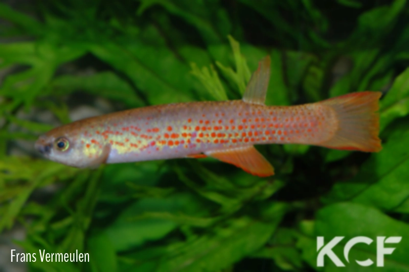 Laimosemion rectocaudatus  male adulte 