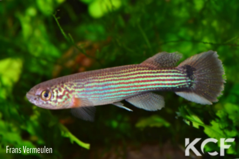 Laimosemion tecminae San Fernando Atabapo-Amazonas Territories male adulte 