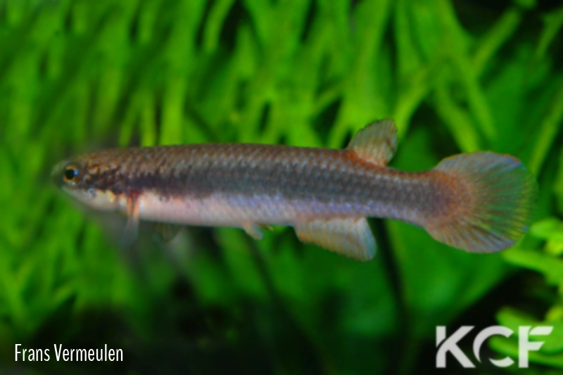 Melanorivulus modestus Rio Mutum male adulte 