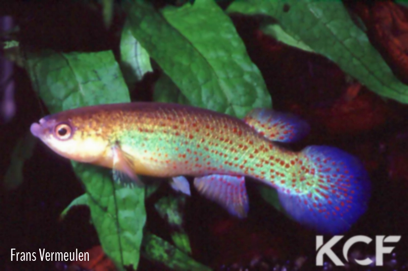 Melanorivulus pictus BR 93-15 male adulte 