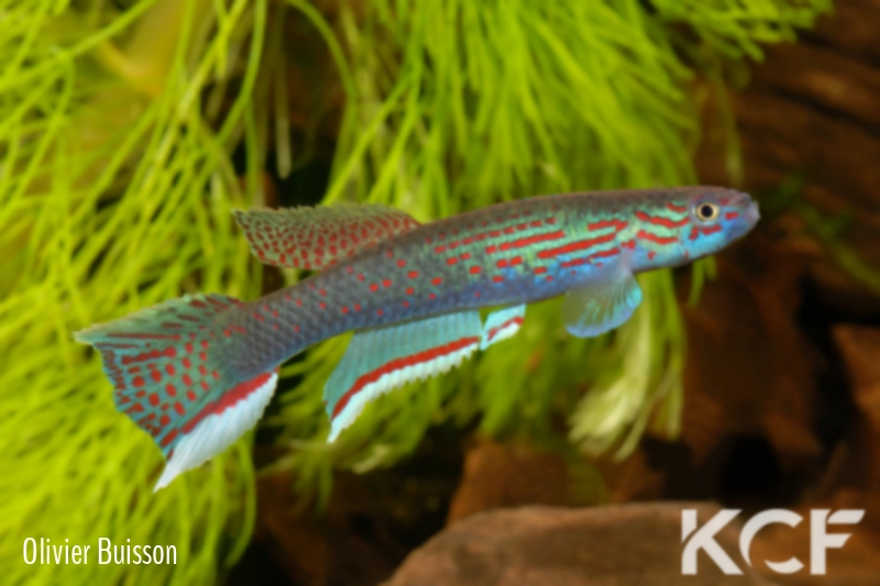 Aphyosemion pascheni pascheni Bidou 1 ABK 07-167 male adulte 