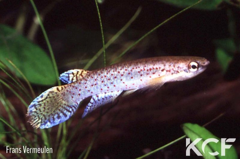 Melanorivulus punctatus PT3 AS male adulte 