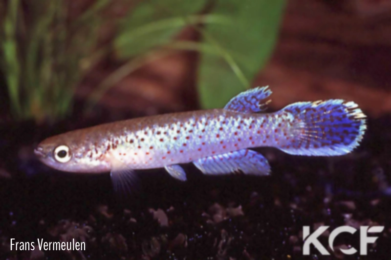 Melanorivulus punctatus PT5 AS male adulte 