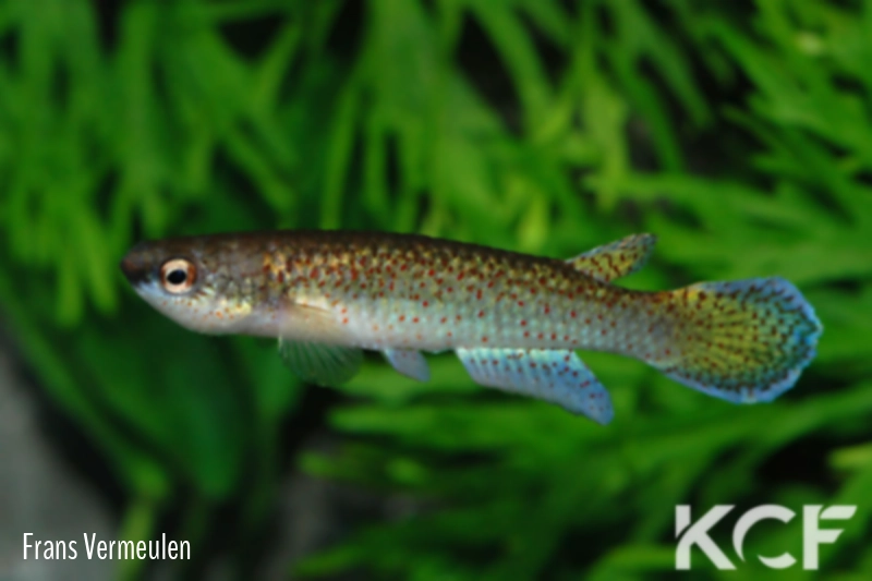 Melanorivulus punctatus Yabebry 2002 male adulte 