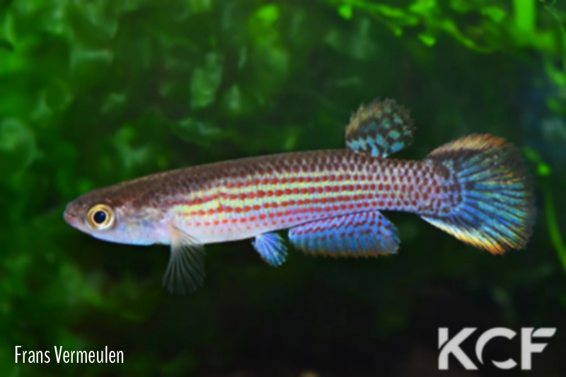 Anablepsoides aff. hartii San Felipe male adulte 