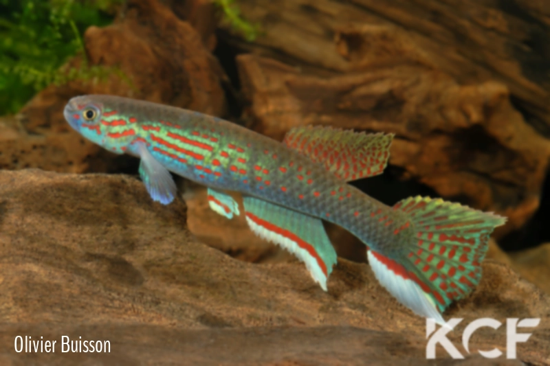 Aphyosemion pascheni pascheni Bidou 1 ABK 07-167 male adulte 