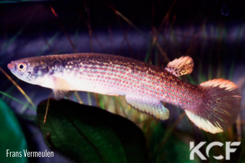 Anablepsoides aff. urophthalmus Timehri Airport-East Bank male adulte 