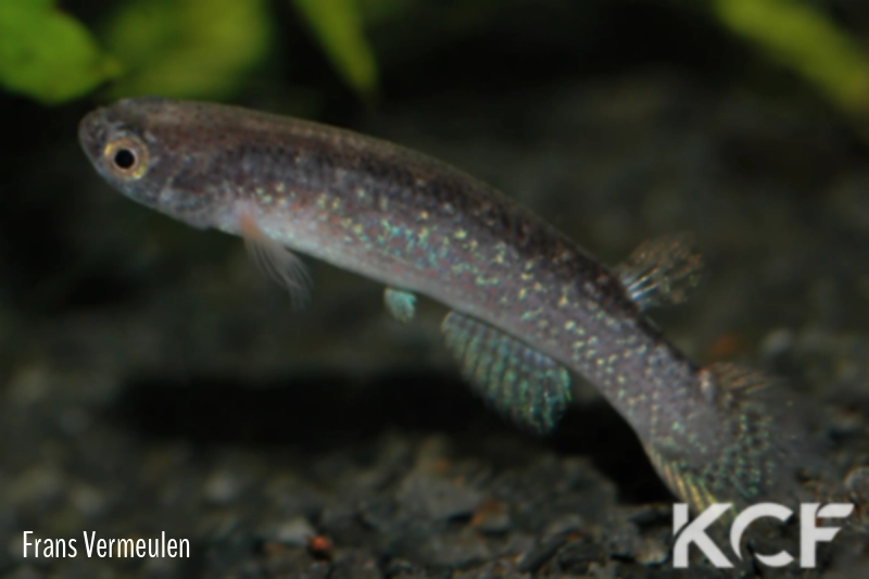 Anablepsoides caurae Rio Caura male adulte 