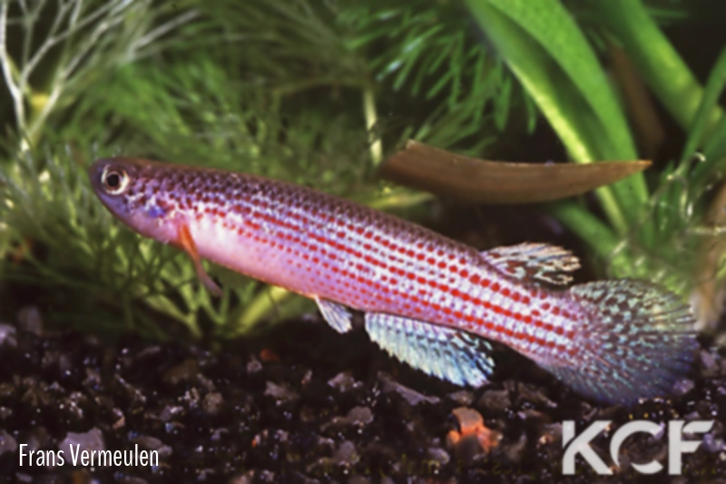 Anablepsoides compressus  male adulte 