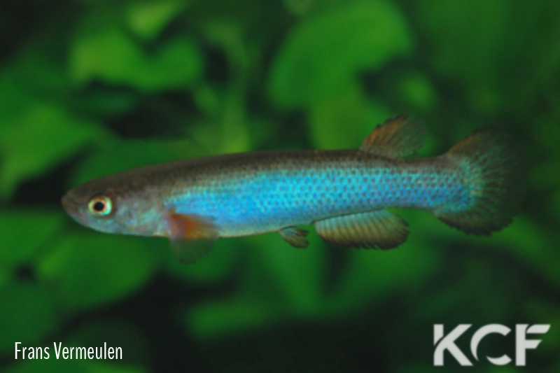 Anablepsoides cryptocallus  male adulte 