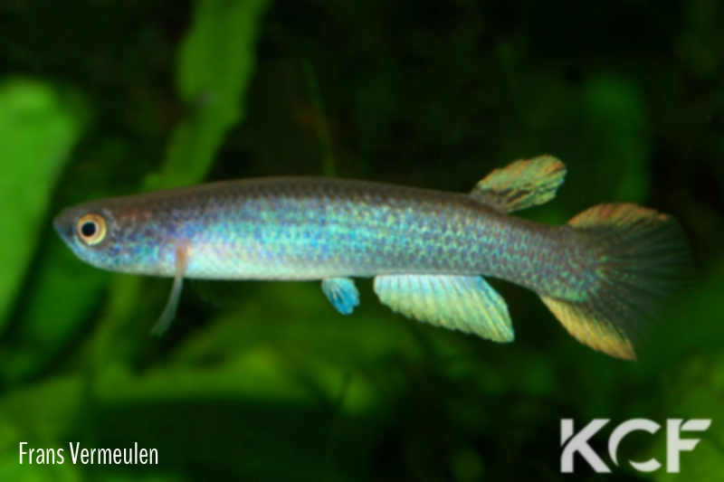 Anablepsoides deltaphilus Tucupita male adulte 