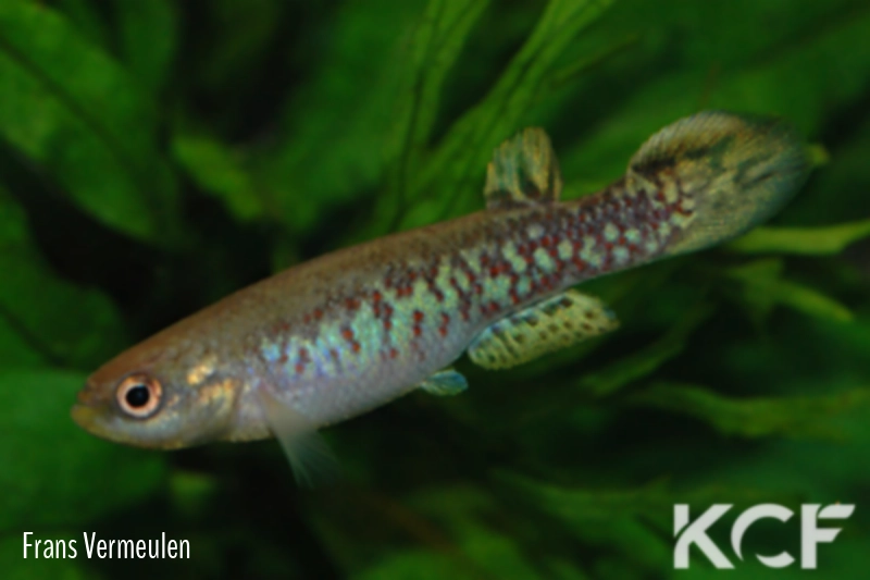 Anablepsoides derhami  male adulte 