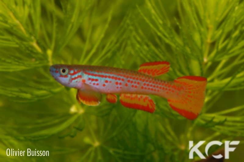 Aphyosemion punctatum Mission catholique Makokou BDBG 04-06 male adulte 