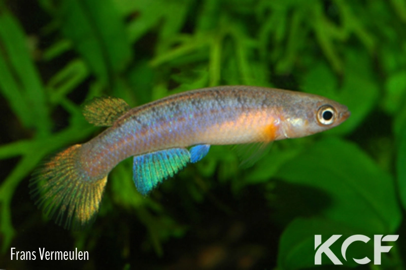 Anablepsoides immaculatus Sekaika Falls SSSV 06-09 male adulte 