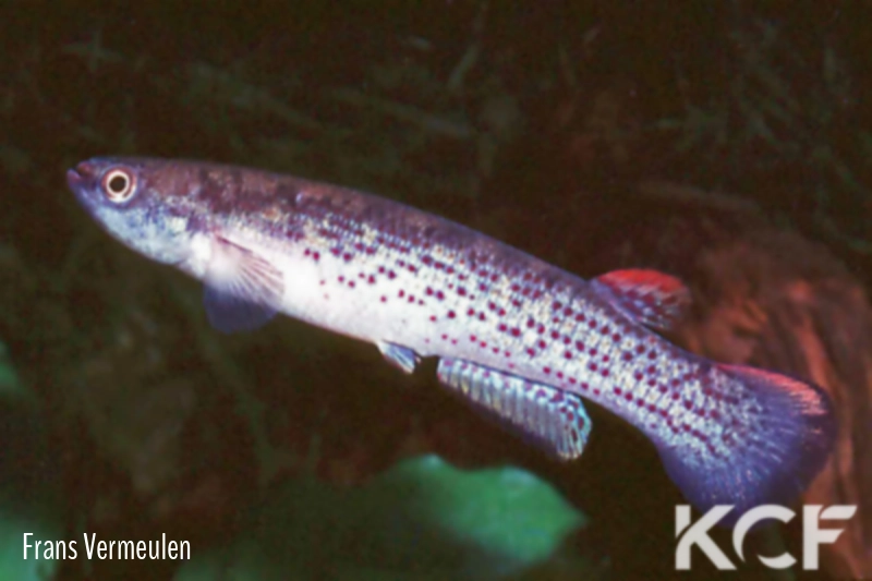 Anablepsoides intermittens El Varilla 1983 male adulte 