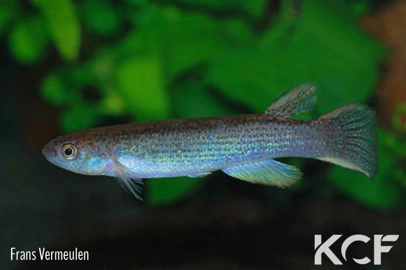 Anablepsoides lungi  male adulte 