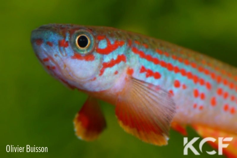 Aphyosemion punctatum Mission catholique Makokou BDBG 04-06 male adulte 