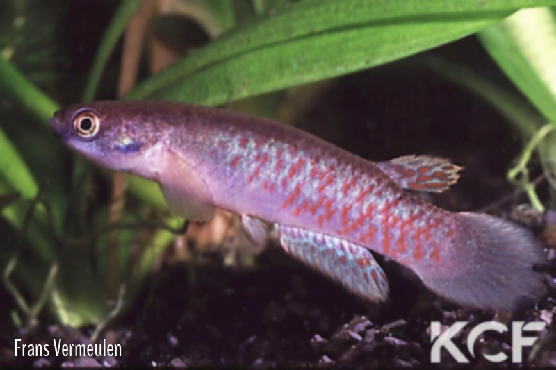 Anablepsoides monticola  male adulte 