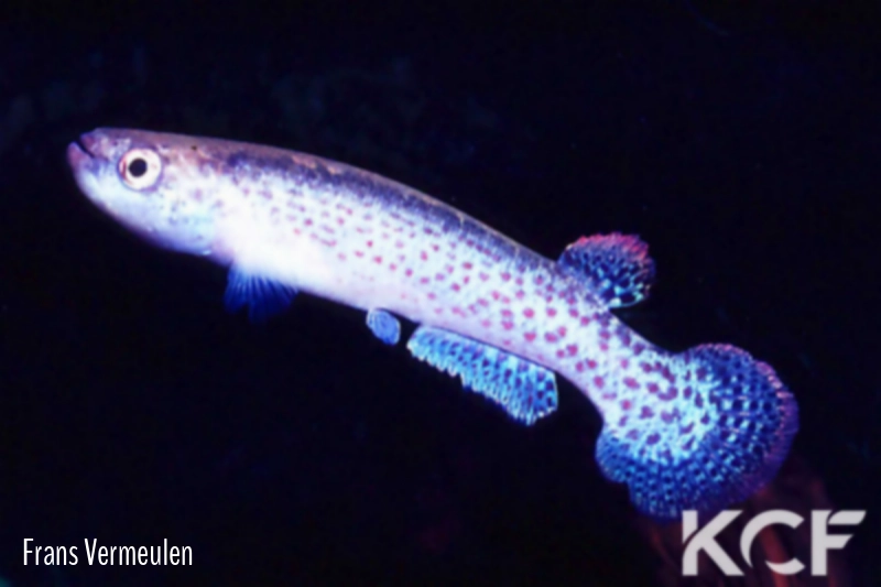 Anablepsoides peruanus Sira male adulte 