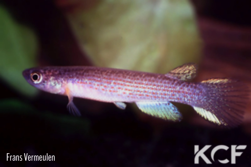 Anablepsoides stagnatus Cristianburg-Linden male adulte 