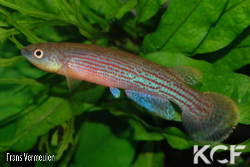 Anablepsoides waimacui Kurupukari GUY 02-04 male adulte 