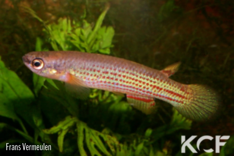 Anablepsoides beniensis Magdalena BT 02 male adulte 