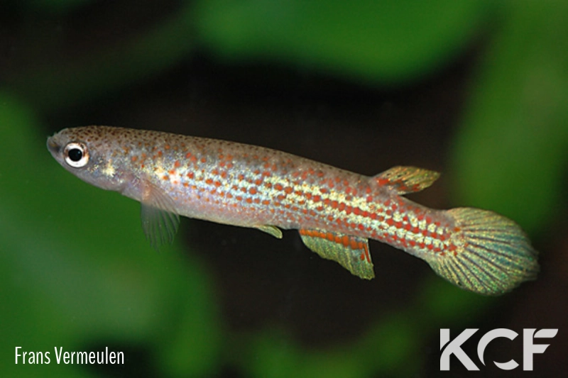 Anablepsoides bolivianus Lago Suarez male adulte 