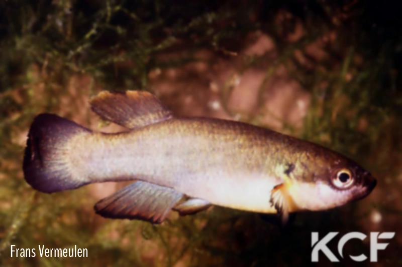 Rivulus cylindraceus AS Black Forme male adulte 