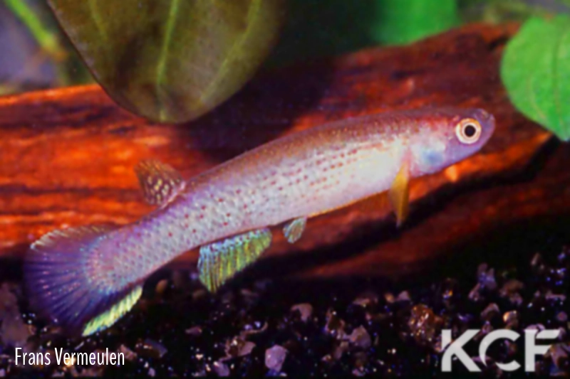 Cynodonichthys degreefi  male adulte 