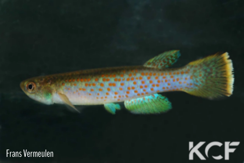 Cynolebias elegans Quebrada Cristalina-Caceres COL 08-07 TT male adulte 