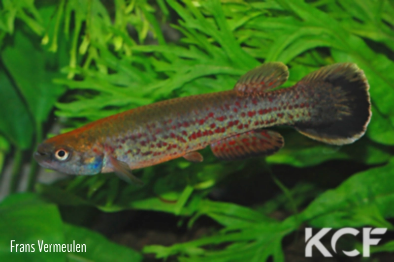 Cynodonichthys frommi EH 24 male adulte 