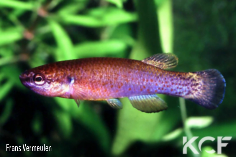 Rivulus insulaepinorum Isla of Pine-Cuba male adulte 