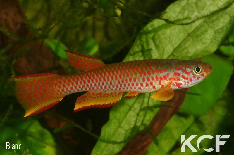 Aphyosemion schioetzi  male adulte 