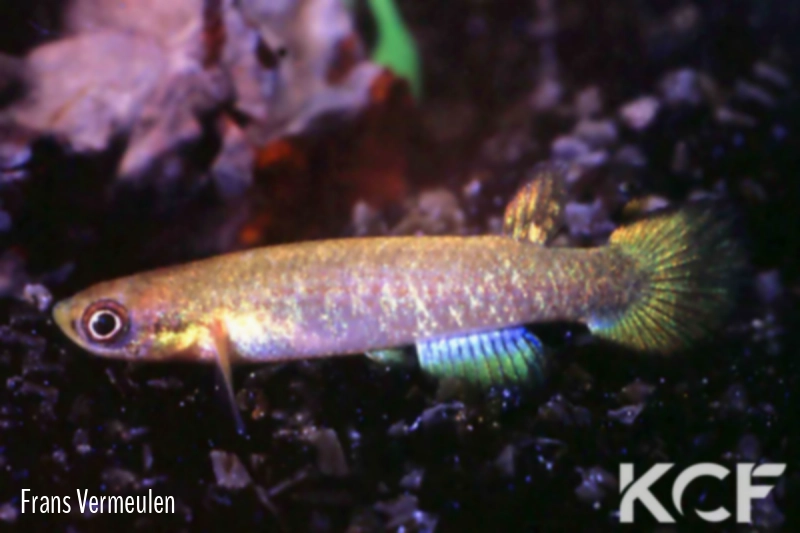 Atlantirivulus janeiroensis BR 93 male adulte 