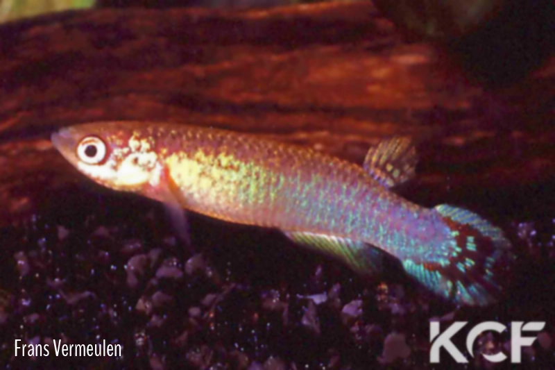 Atlantirivulus luelingi Joinville male adulte 