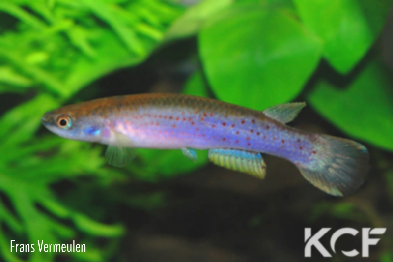 Cynodonichthys montium Nombre de Dios PBS 02-32 male adulte 