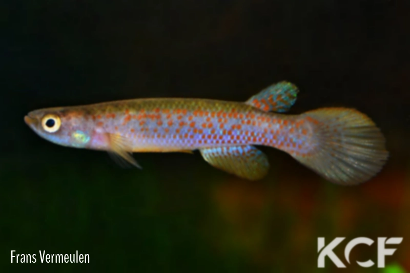 Cynodonichthys pacificus  male adulte 